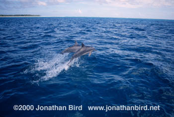 Long-snouted Spinner Dolphin [Stenella longirostris]