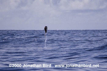 Long-snouted Spinner Dolphin [Stenella longirostris]