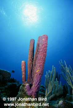 Tube Sponge [Aplysina archeri]