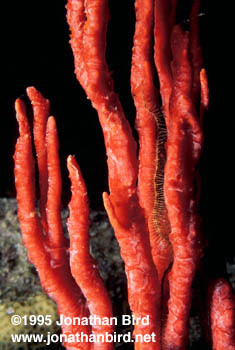 Erect Rope Sponge [Amphimedon compressa]