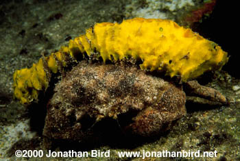 Sponge Crab [Dromia erythropus]