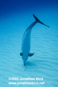 Atlantic Spotted Dolphin [Stenella frontalis]