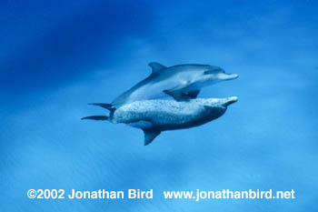 Atlantic Spotted Dolphin [Stenella frontalis]