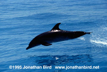 Atlantic Spotted Dolphin [Stenella frontalis]