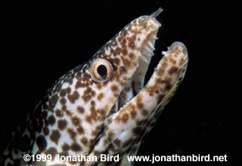 Spotted Moray Eel [Gymnothorax moringa]