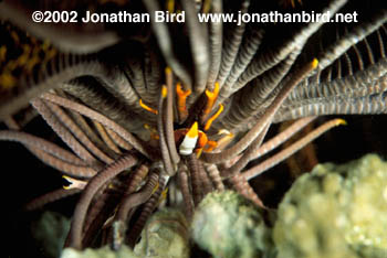 Crinoid Squat Lobster [Alloalathea elegans]