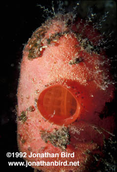 Stalked Tunicate [Boltenia ovifera]