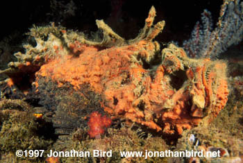 Common Stonefish [Synanceia verrocosa]