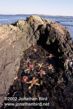 Maine Tidepool [--]