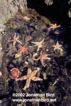 Maine Tidepool [--]