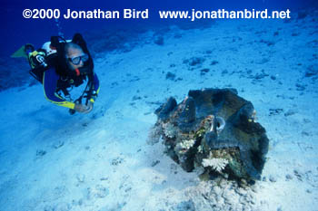 Giant Tridacna  Clam [Tridacna gigas]