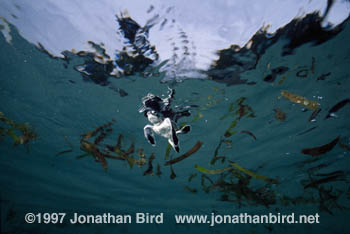 Green Sea turtle [Chelonia mydas]