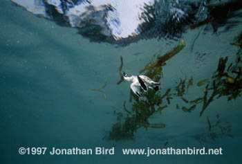 Green Sea turtle [Chelonia mydas]