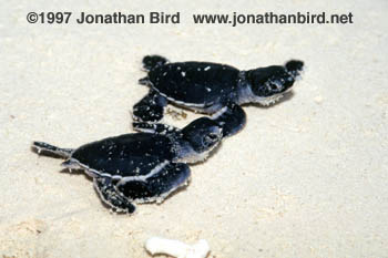 Green Sea turtle [Chelonia mydas]