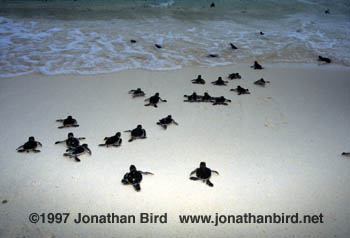 Green Sea turtle [Chelonia mydas]