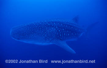 Whale Shark [Rhincodon typus]