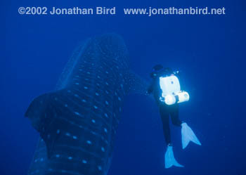 Whale Shark [Rhincodon typus]