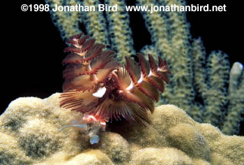 Christmas Tree Worm [Spirobranchus giganteus]