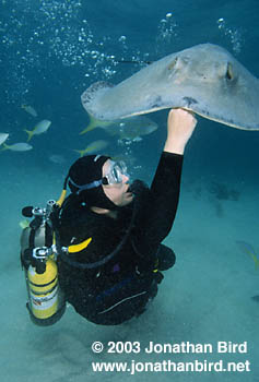 Southern Stingray [Dasyatis americana]