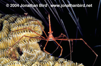 Yellowline Arrow Crab [Stenorhynchus seticornis]