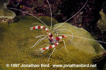Banded Coral Shrimp [Stenopus hispidus]