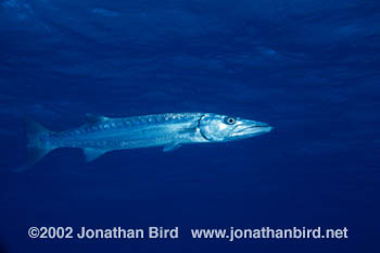 Great Barracuda [Sphyraena barracuda]