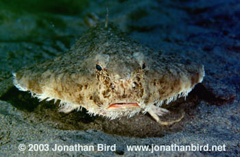 Short-Nosed Batfish [Ogcocephalus nasutus]