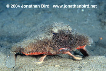 Short-Nosed Batfish [Ogcocephalus nasutus]