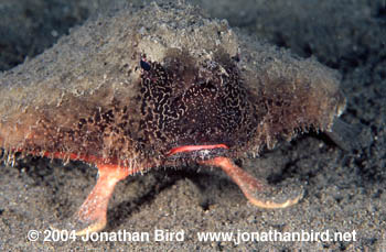 Short-Nosed Batfish [Ogcocephalus nasutus]