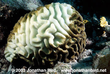 Bleached Coral [Diplora labyrinthiformis]