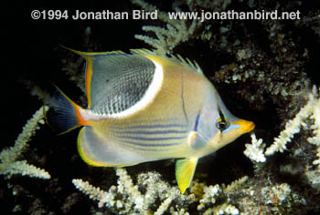 Saddled Butterflyfish [Chaetodon ephippium]