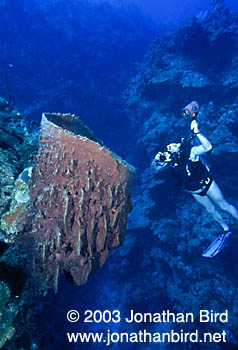 Giant Barrel Sponge [Xestospongia muta]