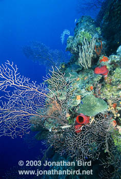 Coral Reef [--]