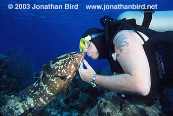 Nassau Grouper [Epinephelus striatus]