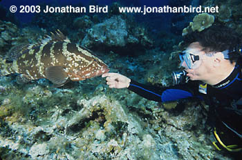 Nassau Grouper [Epinephelus striatus]