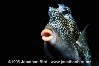 Honeycomb Cowfish [Acanthostracion polygonia]