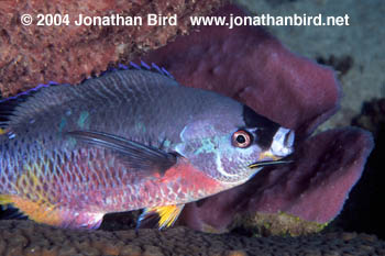 Creole Wrasse [Clepticus parrae]