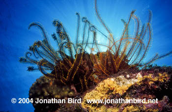 Golden Crinoid [Davidaster rubiginosa]