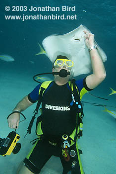 Southern Stingray [Dasyatis americana]