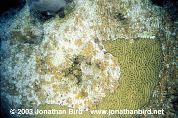 Symmetrical Brain Coral [Diplora strigosa]