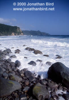 Dominica Shore [--]