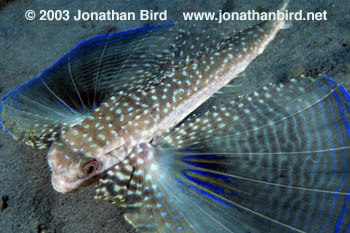 Flying Gurnard Fish [Dactylopterus volitans]