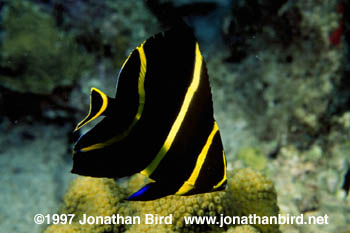 French Angelfish [Pomocanthus paru]