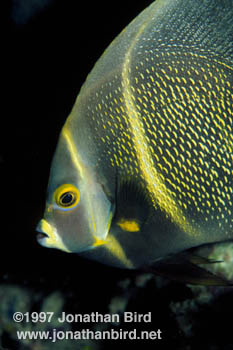 French Angelfish [Pomocanthus paru]