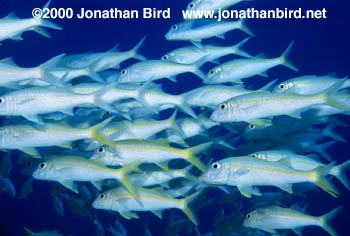 Yellowfin Goatfish [Mulloidichthys vanicolensis]