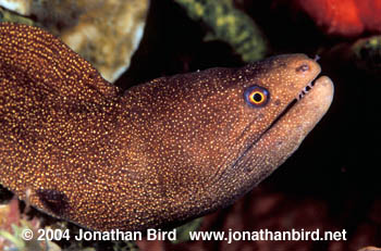 Goldentail Moray Eel [Gymnothorax militaris]