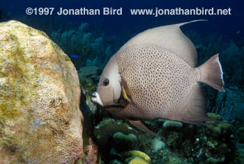 Gray Angelfish [Pomocanthus arcuatus]