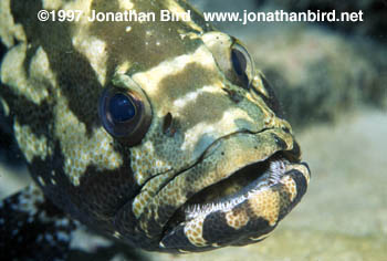 Marbled Grouper [Epinephelus polyphekadion]