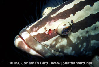 Nassau Grouper [Epinephelus striatus]