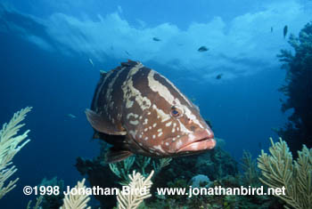 Nassau Grouper [Epinephelus striatus]